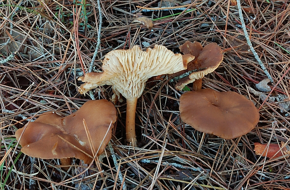 Clitocybe glareosa, pjeskovita grlašica