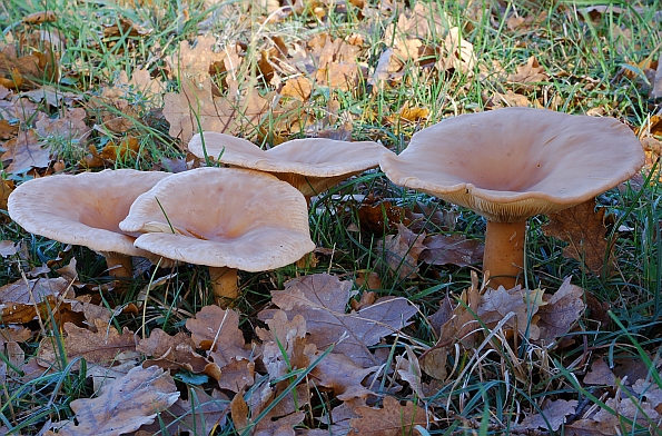 Clitocybe maxima, velika grlašica