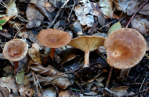 Clitocybe mediterranea, mediteranska grlašica