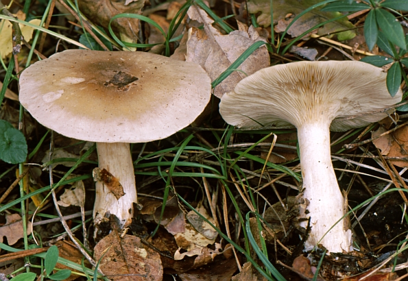 Clitocybe nebularis, maglena grlašica