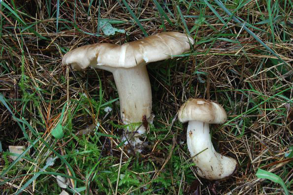 Clitocybe nebularis, maglena grlašica