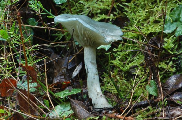 Clitocybe odora, mirisna grlašica