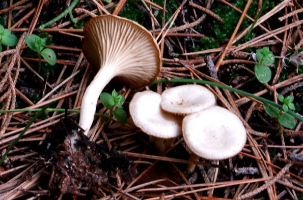 Clitocybe phaeophthalma, gorka grlašica