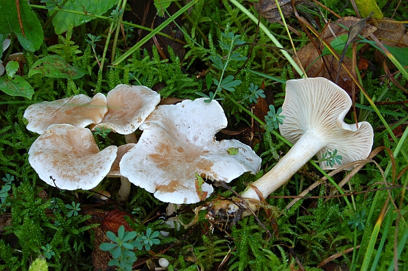 Clitocybe phyllophila, vapnenasta grlašica