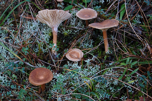 Clitocybe sinopica, smeđocrvenkasta grlašica