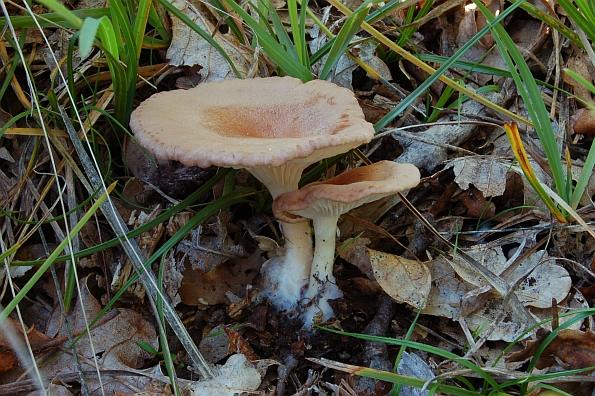 Clitocybe squamulosa, ljuskava grlašica