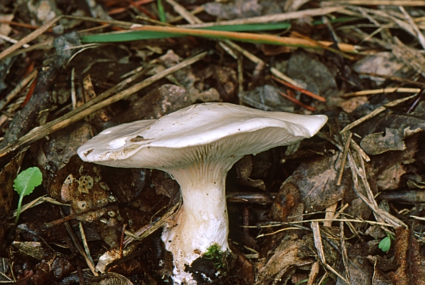 Clitopilus prunulus, brašnjača