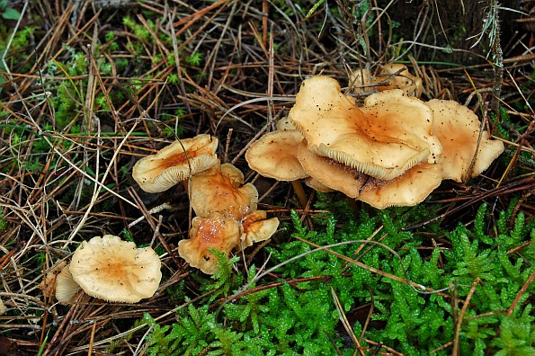 Collybia acervata, zadružna plosnatica