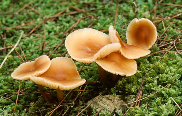 Collybia aquosa, vodenasta plosnatica