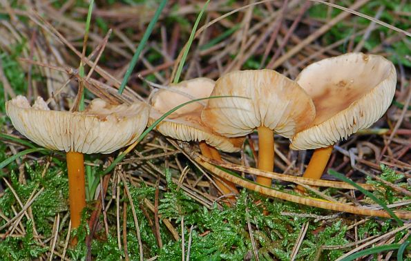 Collybia dryophila, šumska plosnatica