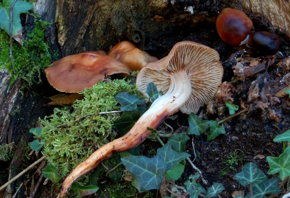 Collybia fusipes, hrastovača