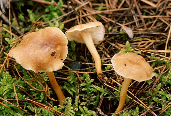 Collybia ocior, Collybia luteifolia, žućkasta plosnatica