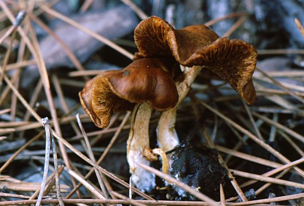 Collybia prolixa, Rhodocollybia prolixa,široka plosnatica