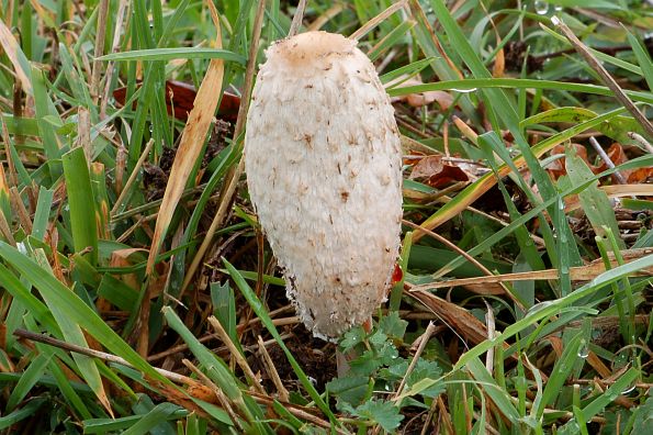 Coprinus comatus, velika gnojištarka