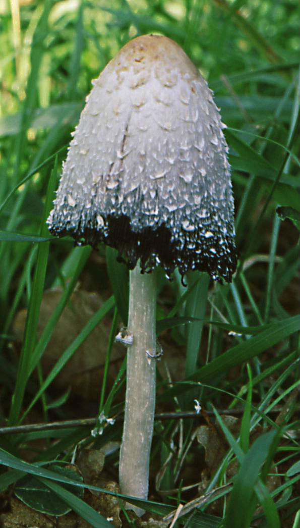 Coprinus comatus, velika gnojištarka