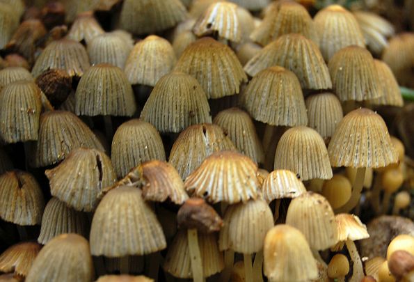 Coprinus disseminatus, Coprinellus disseminatus, rasijana gnojištarka