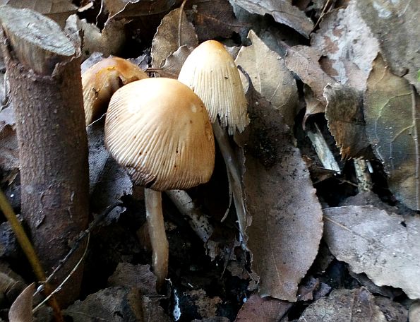 Coprinus domesticus, Coprinellus domesticus, kućna gnojištarka