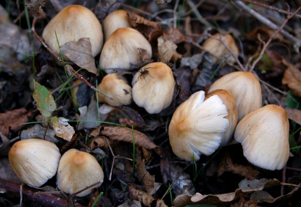 Coprinus domesticus, Coprinellus domesticus, kućna gnojištarka