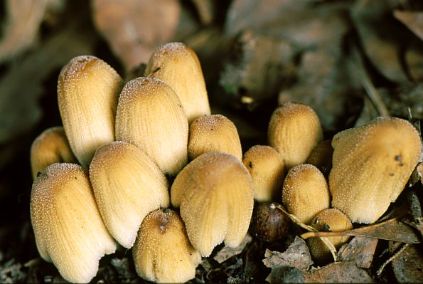 Coprinus micaceus, Coprinellus micaceus, blistava gnojištarka