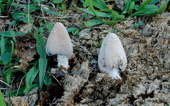 Coprinus niveus, Coprinopsis niveus, sniježna gnojištarka