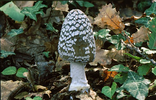Coprinus picaceus, Coprinopsis picaceus, pjegava gnojištarka