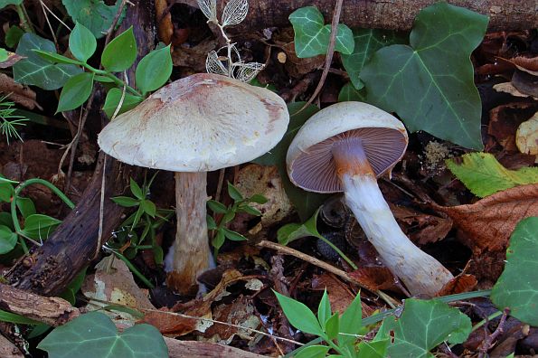 Cortinarius alboviolaceus, svjetloljubičasta koprenka