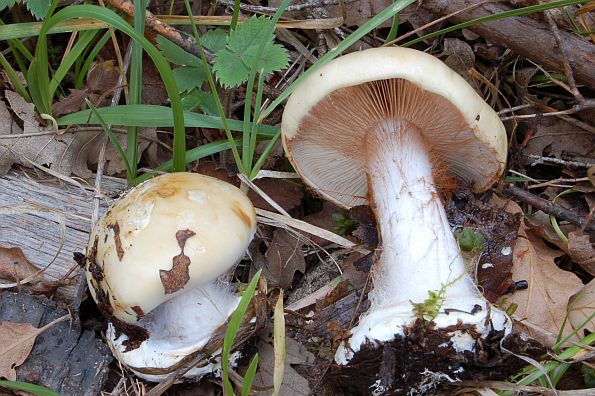 Cortinarius aleuriosmus, pšenična koprenka
