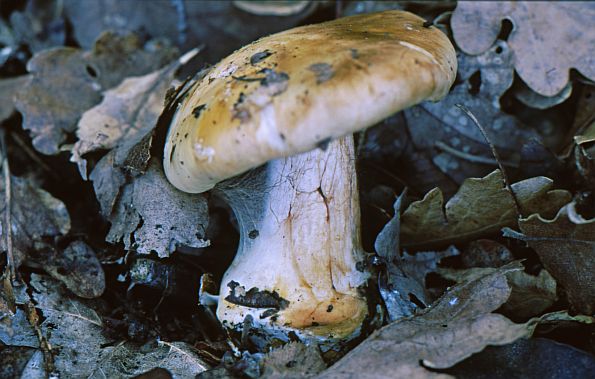 Cortinarius anserinus, šljivasta koprenka