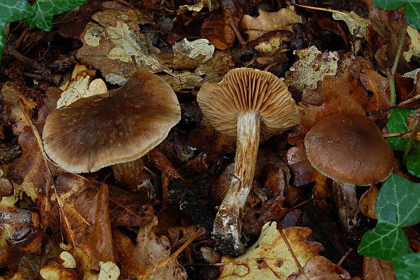 Cortinarius brunneofulvus, lisičja koprenka