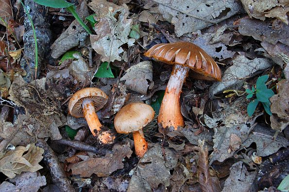 Cortinarius bulliardii, Cortinarius pseudocolus, bulliardova koprenka