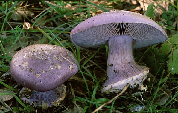 Cortinarius caerulescens, plavkasta koprenka