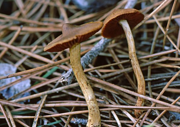 Cortinarius cinnamomeus, cimetasta koprenka