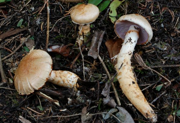 Cortinarius crustulinus, čehava