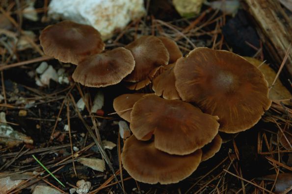Cortinarius glandicolor, kestenjasta koprenka