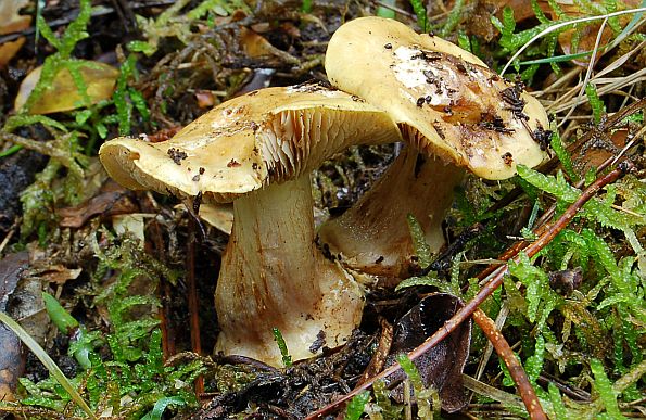 Cortinarius gracilior, vitka koprenka