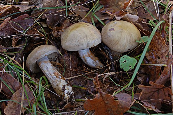 Cortinarius infractus, gorka koprenka