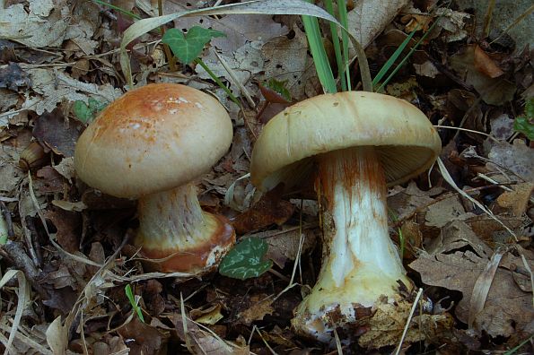 Cortinarius ionochlorus, ljubičastozelena koprenka