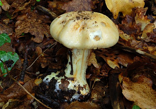 Cortinarius rapaceus, repasta koprenka