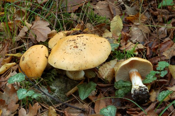 Cortinarius talus, petna koprenka