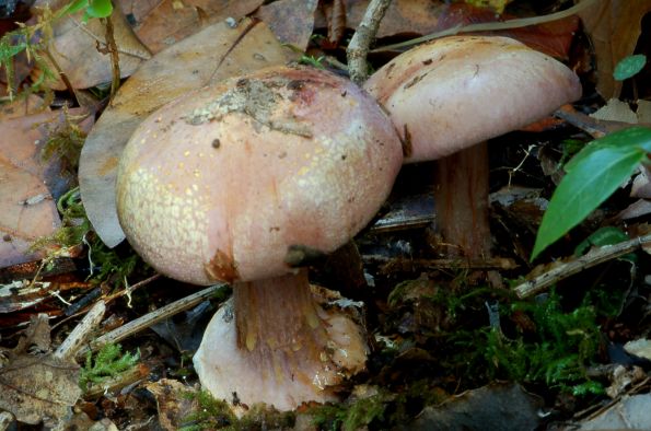 Cortinarius traganus, kozja koprenka