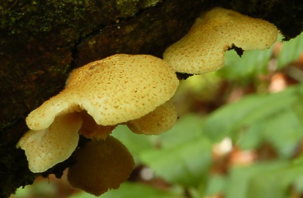 Crepidotus calolepis, divnočehava batrljica