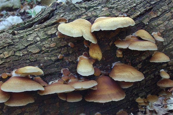 Crepidotus mollis, vlažna batrljica