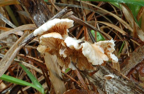 Crepidotus variabilis, promjenljiva batrljica