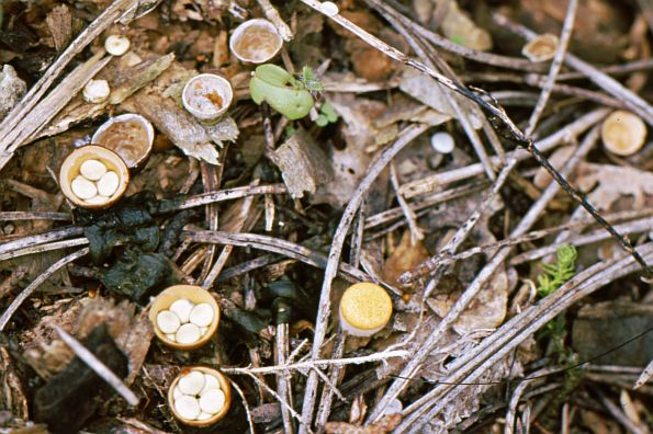 Crucibulum laeve, obična lončica