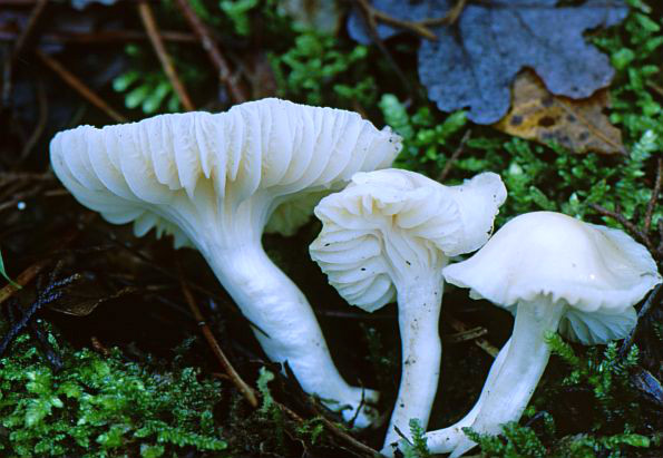 Cuphophyllus berkeleyi, berkeleyeva vlažnica