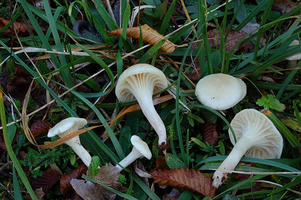 Cuphophyllus niveus, sniježna vlažnica