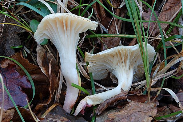 Cuphophyllus virgineus, djevičanska vlažnica