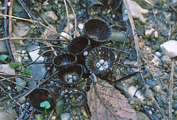 Cyathus striatus, prugasta košarica
