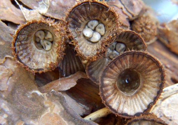 Cyathus striatus, prugasta košarica