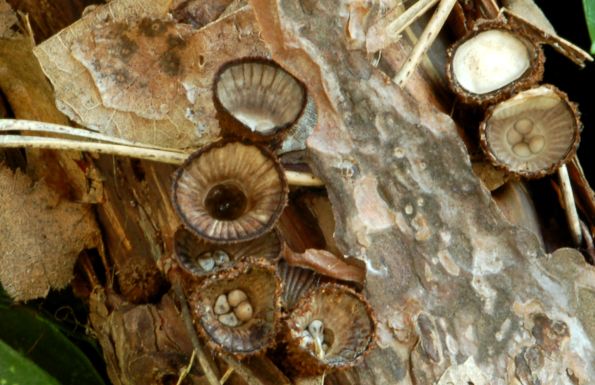 Cyathus striatus, prugasta košarica